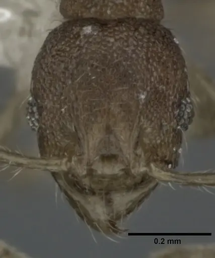 Pheidole parva specimen CASENT0246110 image casent0246110_2