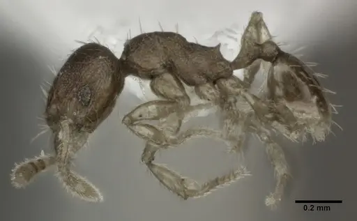 Pheidole parva specimen CASENT0246110 image casent0246110_3