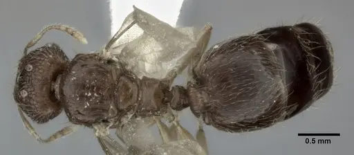 Pheidole parva specimen CASENT0246118 image casent0246118_1