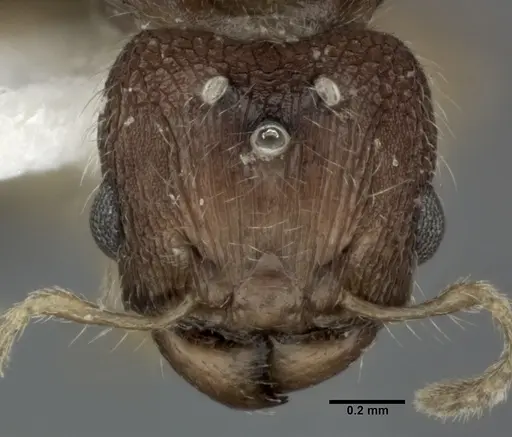 Pheidole parva specimen CASENT0246118 image casent0246118_2