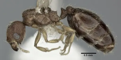 Pheidole parva specimen CASENT0246118 image casent0246118_3