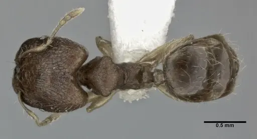 Pheidole parva specimen CASENT0246119 image casent0246119_1