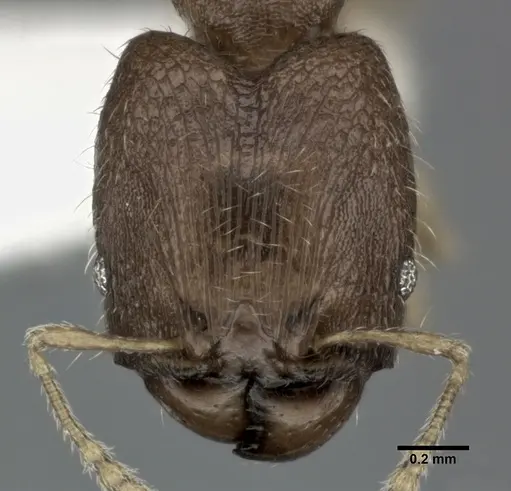 Pheidole parva specimen CASENT0246119 image casent0246119_2