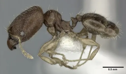 Pheidole parva specimen CASENT0246119 image casent0246119_3