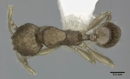 Pheidole parva specimen CASENT0246120 image casent0246120_1