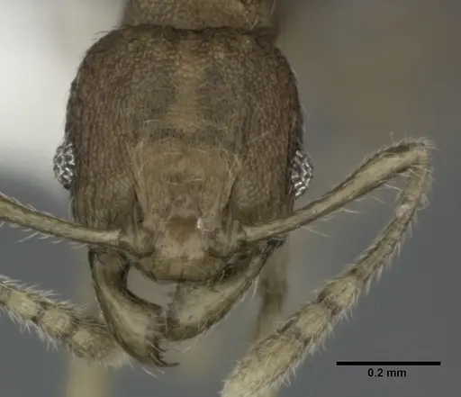 Pheidole parva specimen CASENT0246120 image casent0246120_2
