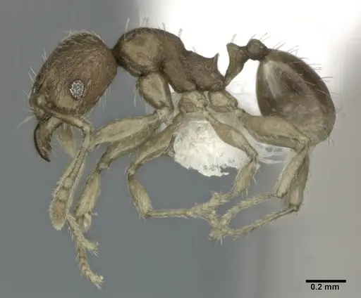 Pheidole parva specimen CASENT0246120 image casent0246120_3