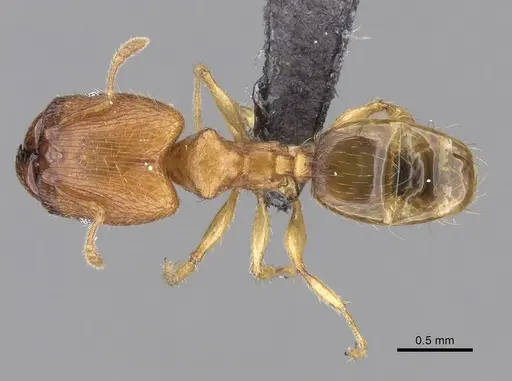Pheidole parva specimen CASENT0249817 image casent0249817_1