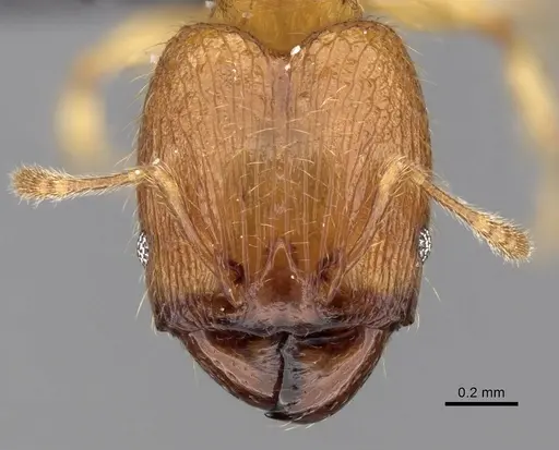 Pheidole parva specimen CASENT0249817 image casent0249817_2