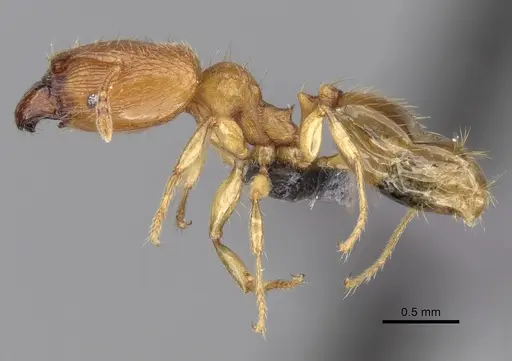 Pheidole parva specimen CASENT0249817 image casent0249817_3