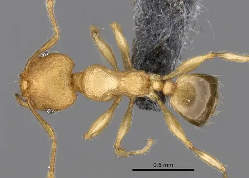 Pheidole parva specimen CASENT0263952 image casent0263952_1