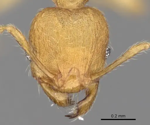 Pheidole parva specimen CASENT0263952 image casent0263952_2