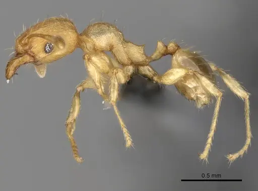 Pheidole parva specimen CASENT0263952 image casent0263952_3