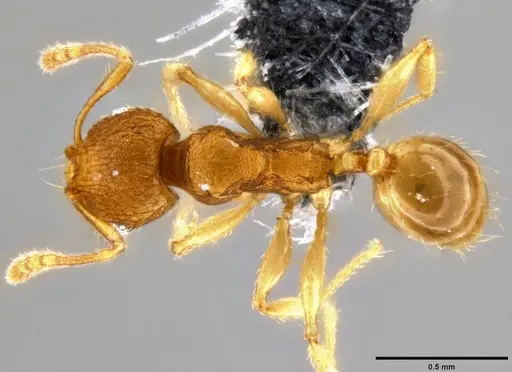 Pheidole parva specimen CASENT0282010 image casent0282010_1