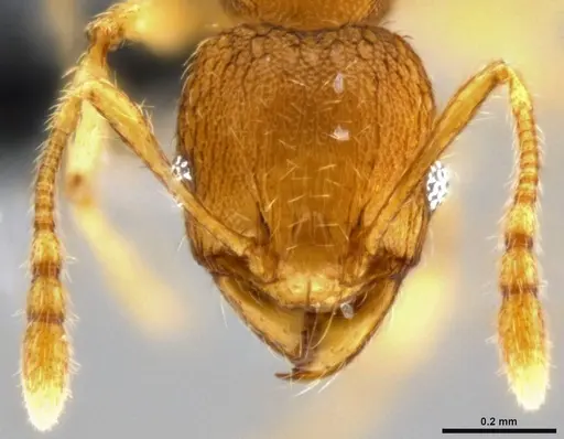 Pheidole parva specimen CASENT0282010 image casent0282010_2