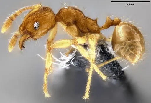 Pheidole parva specimen CASENT0282010 image casent0282010_3