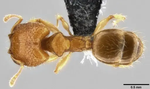 Pheidole parva specimen CASENT0282013 image casent0282013_1