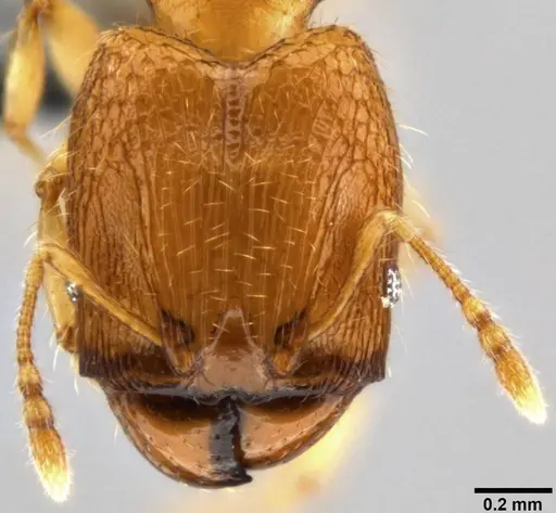 Pheidole parva specimen CASENT0282013 image casent0282013_2