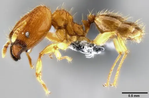 Pheidole parva specimen CASENT0282013 image casent0282013_3