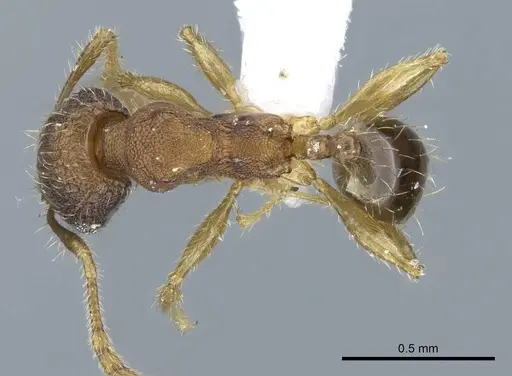 Pheidole parva specimen CASENT0740794 image casent0740794_1