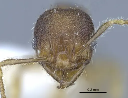 Pheidole parva specimen CASENT0740794 image casent0740794_2