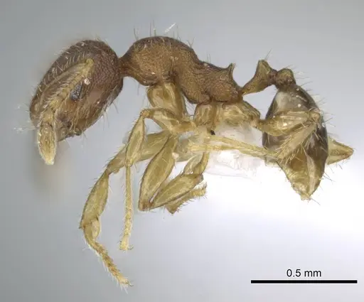 Pheidole parva specimen CASENT0740794 image casent0740794_3