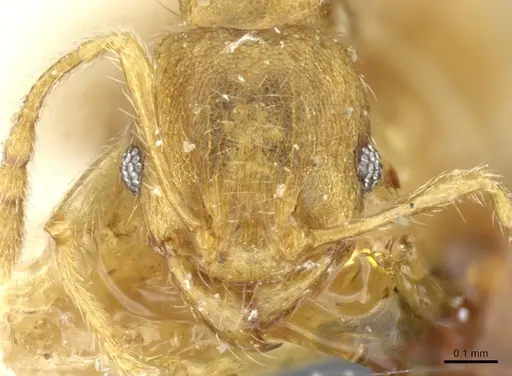 Pheidole parva specimen CASENT0904260 image casent0904260_2