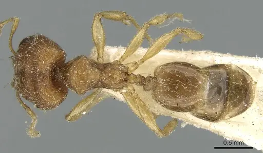 Pheidole parva specimen CASENT0906610 image casent0906610_1
