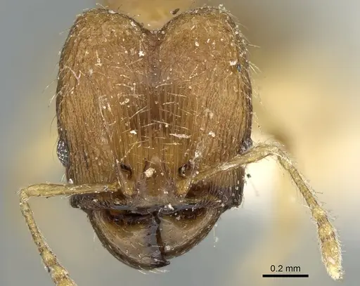 Pheidole parva specimen CASENT0906610 image casent0906610_2
