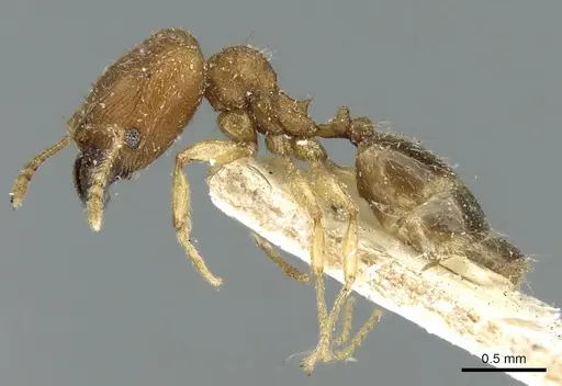 Pheidole parva specimen CASENT0906610 image casent0906610_3