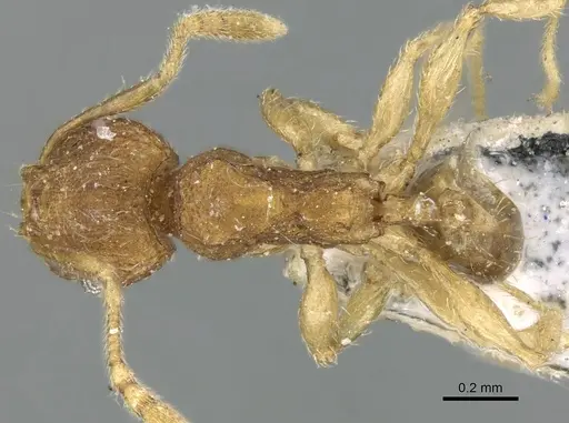 Pheidole parva specimen CASENT0906611 image casent0906611_1