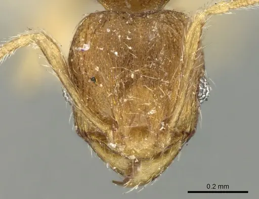 Pheidole parva specimen CASENT0906611 image casent0906611_2