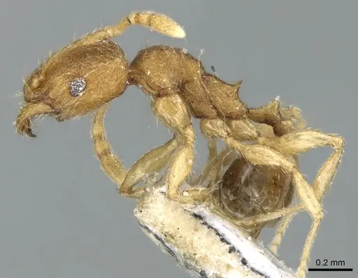 Pheidole parva specimen CASENT0906611 image casent0906611_3