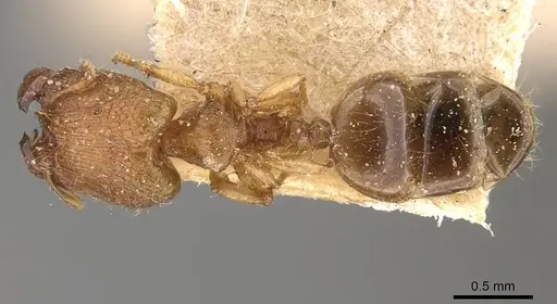Pheidole parva specimen CASENT0907985 image casent0907985_1