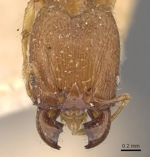 Pheidole parva specimen CASENT0907985 image casent0907985_2