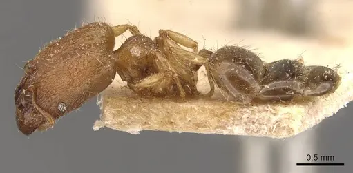 Pheidole parva specimen CASENT0907985 image casent0907985_3