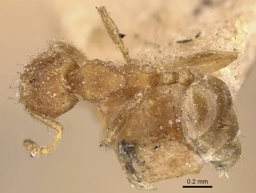 Pheidole parva specimen CASENT0907986 image casent0907986_1