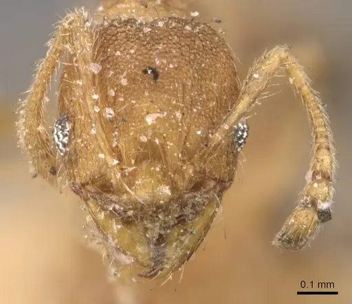 Pheidole parva specimen CASENT0907986 image casent0907986_2