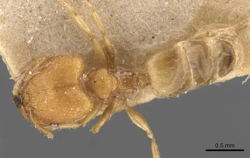Pheidole parva specimen CASENT0907991 image casent0907991_1