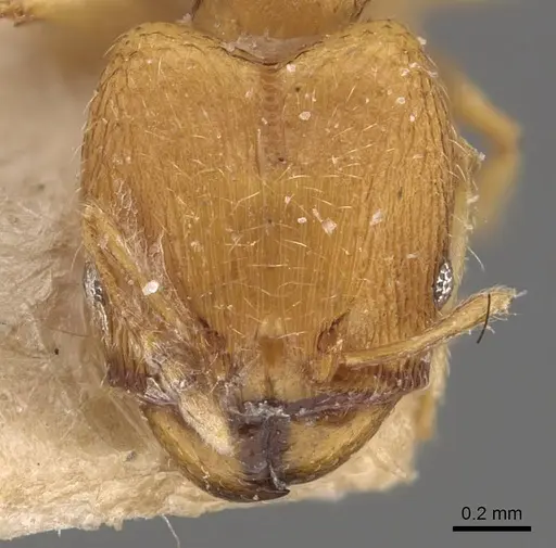 Pheidole parva specimen CASENT0907991 image casent0907991_2