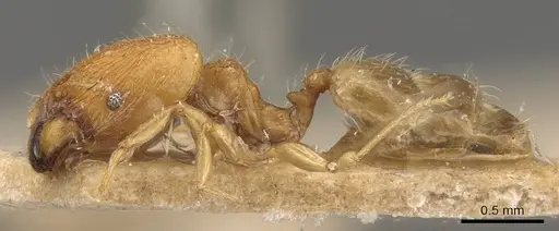 Pheidole parva specimen CASENT0907991 image casent0907991_3