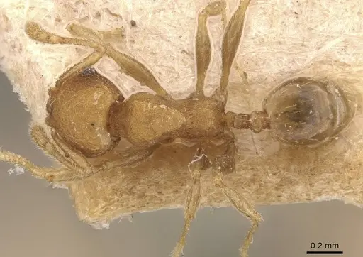 Pheidole parva specimen CASENT0907992 image casent0907992_1