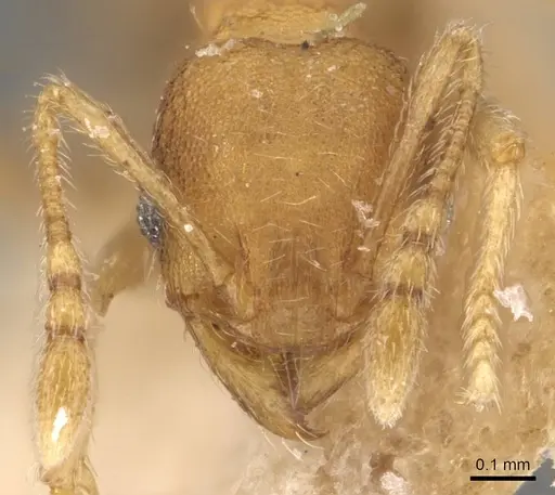 Pheidole parva specimen CASENT0907992 image casent0907992_2