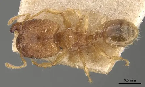 Pheidole parva specimen CASENT0907993 image casent0907993_1