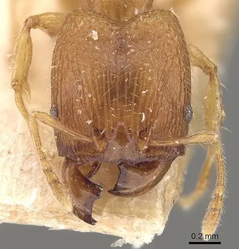 Pheidole parva specimen CASENT0907993 image casent0907993_2