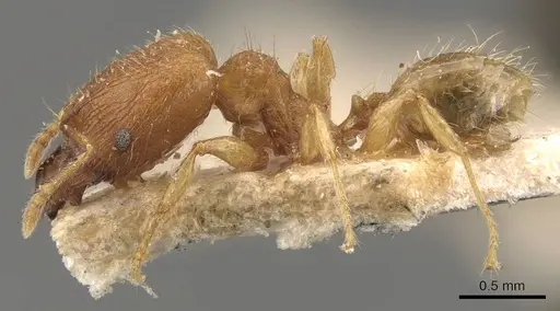 Pheidole parva specimen CASENT0907993 image casent0907993_3
