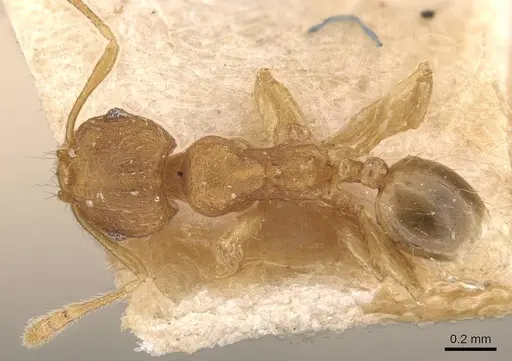 Pheidole parva specimen CASENT0907994 image casent0907994_1
