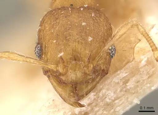 Pheidole parva specimen CASENT0907994 image casent0907994_2