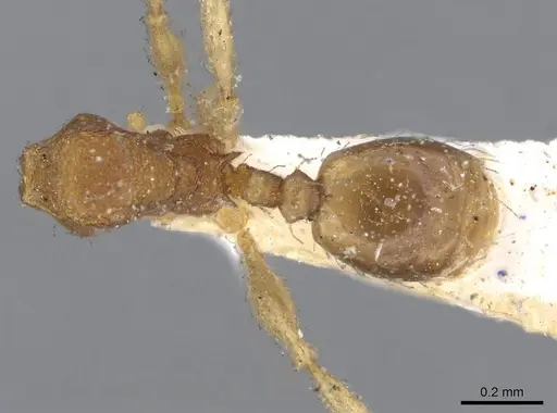 Pheidole parva specimen CASENT0922207 image casent0922207_1