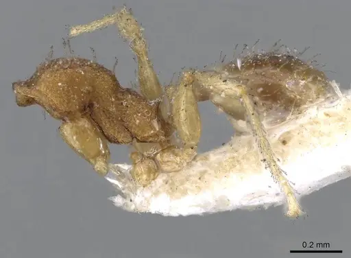 Pheidole parva specimen CASENT0922207 image casent0922207_2
